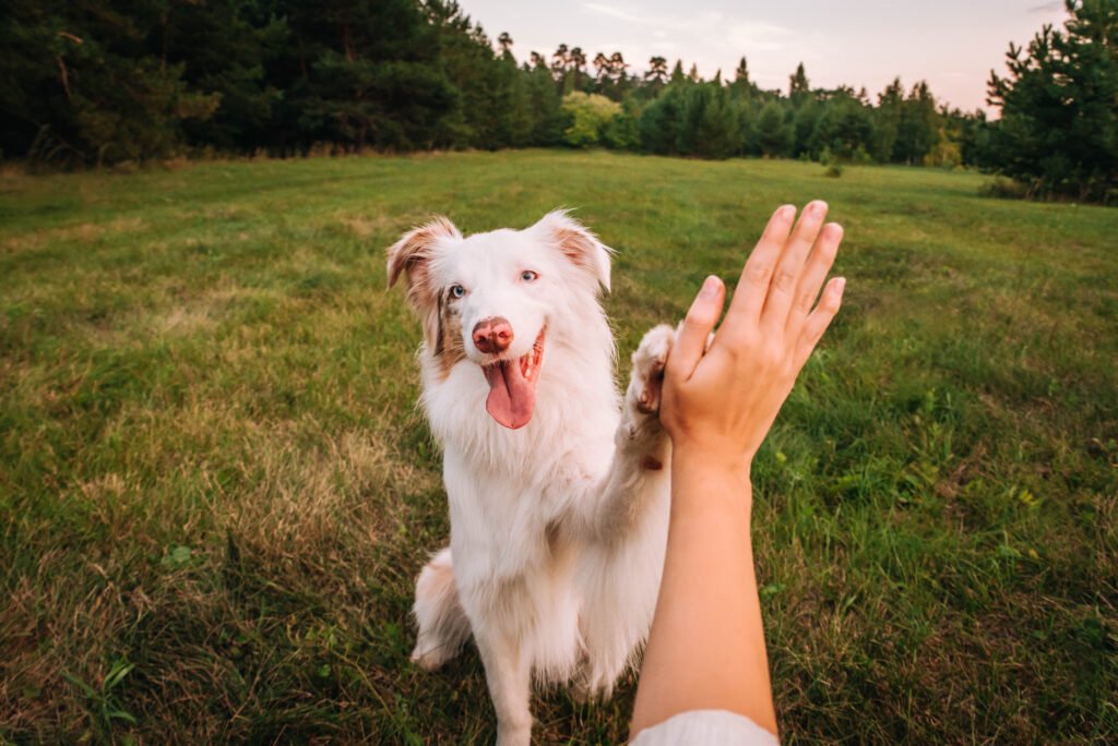 A dog gives a high five in a grassy field
